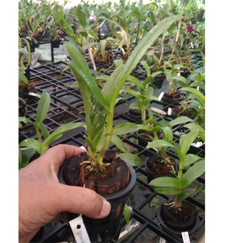 Dendrobium Tommy Splash 3-5 % Dendrobium Tommy Splash 3-5 %